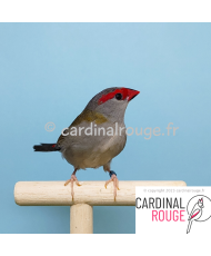 Diamant à cinq couleurs