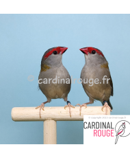 Diamant à cinq couleurs