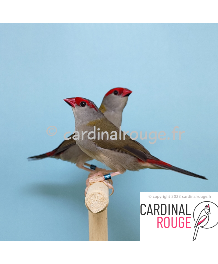 Diamant à cinq couleurs