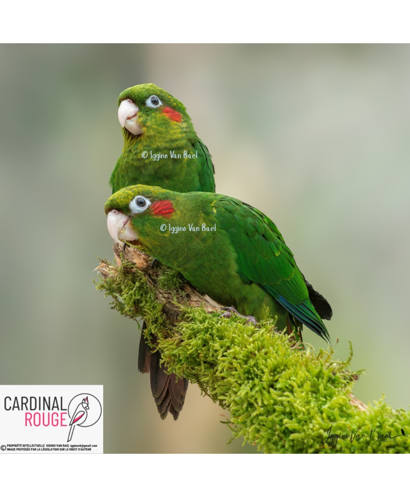 Conure de Hoffmann - élevé à la main (EAM)