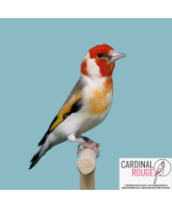 Classique TB premier choix 2024 - chardonneret major