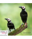 Goulin gris (le couple)