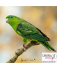 Perruche catherine couleur vert