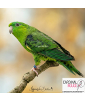 Perruche catherine couleur vert