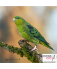 Perruche catherine mutation vert foncé