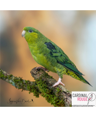 Perruche catherine mutation vert foncé