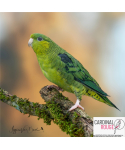 Perruche catherine mutation vert foncé