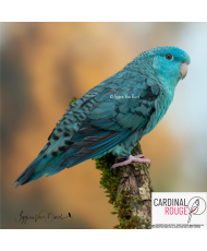 Perruche catherine mutation bleu