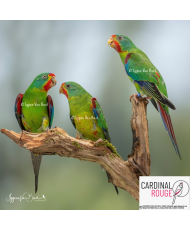 Perruche de Latham (le couple)