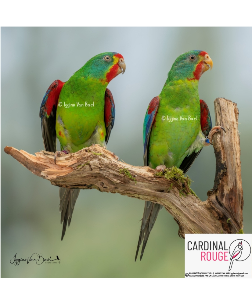 Perruche de Latham (le couple)