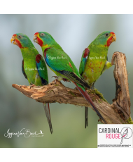 Perruche de Latham (le couple)