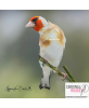 Chardonneret major couleur classique