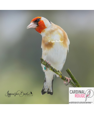 Chardonneret major couleur classique
