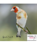 Chardonneret major couleur classique