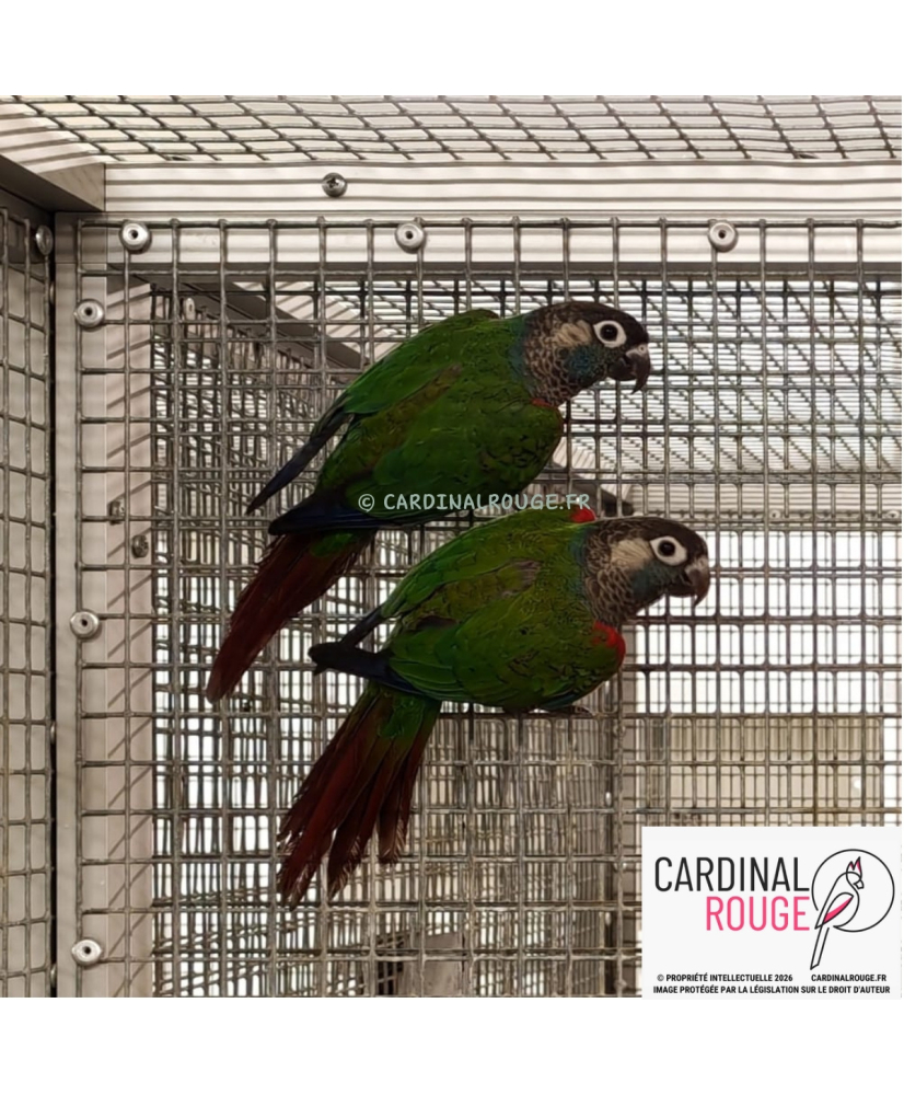 Conure perlée (le couple)