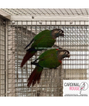 Conure perlée (le couple)