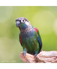 Conure perlée (le couple)