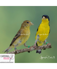 Tarin de Colombie (le couple)