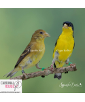 Tarin de Colombie (le couple)