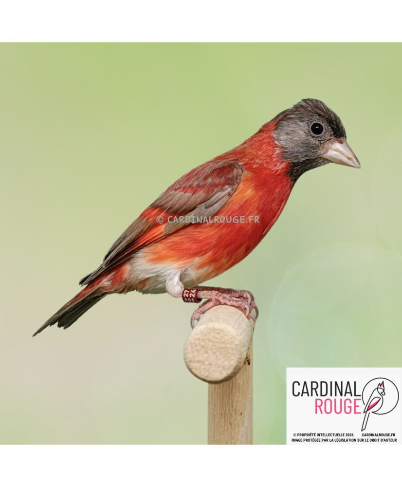 Tarin de Venezuela dilué SF