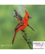 Cardinal vermillon