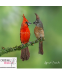 Cardinal vermillon