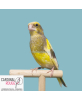 Verdier d'Europe mutation panaché