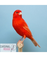 canari rouge