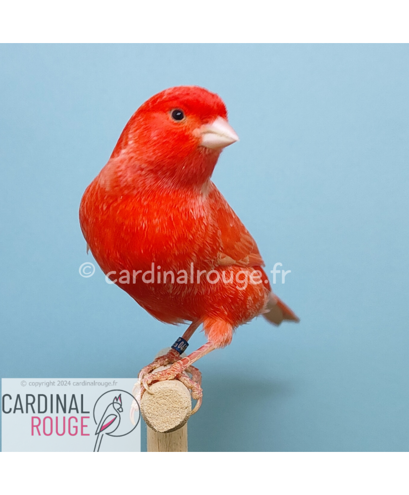 Canari rouge - Oisellerie Cardinal Rouge