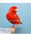 Canari rouge - Oisellerie Cardinal Rouge