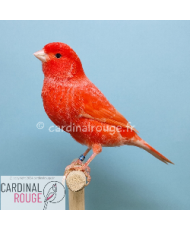canari rouge