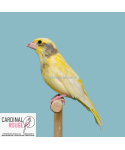 Verdier d'Europe mutation panaché