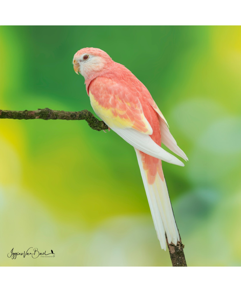 Perruche de Bourke mutation rubino | Oisellerie Cardinal Rouge