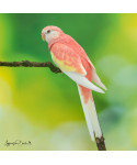 Perruche de Bourke mutation rubino | Oisellerie Cardinal Rouge