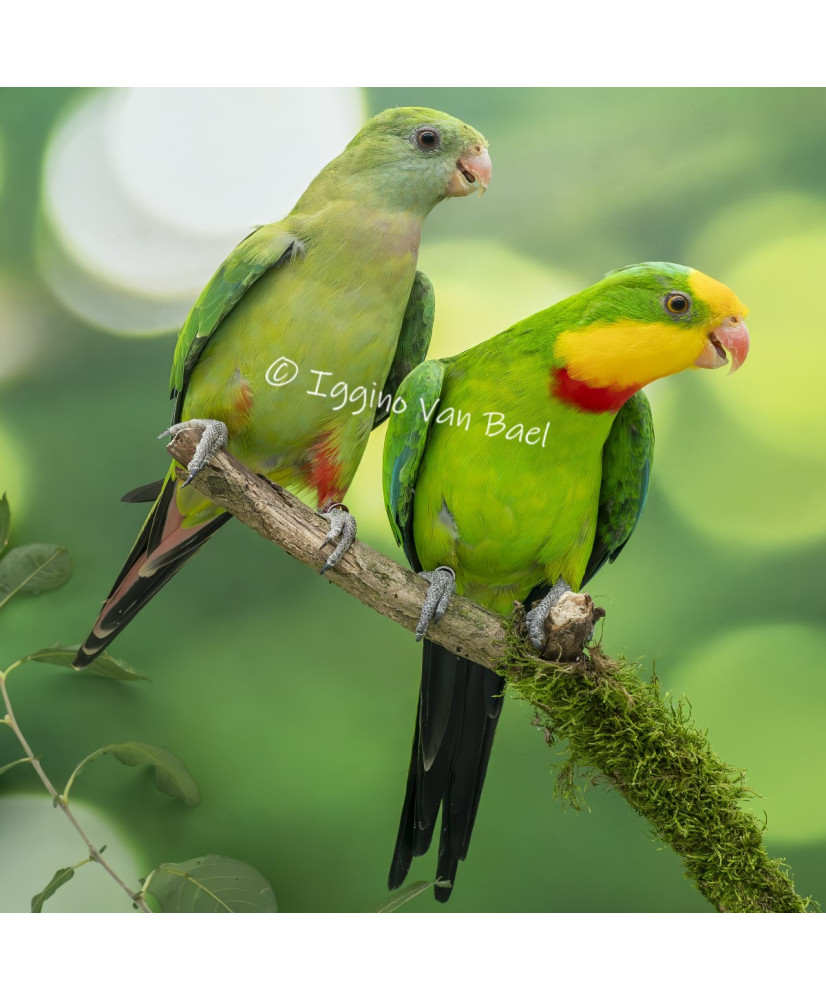 Perruche de Barraband (le couple)