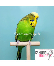 Perruche anglaise