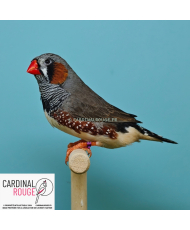 Diamant mandarin gris (grand type) le couple