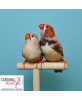 Diamant mandarin poitrine noire (grand type) le couple