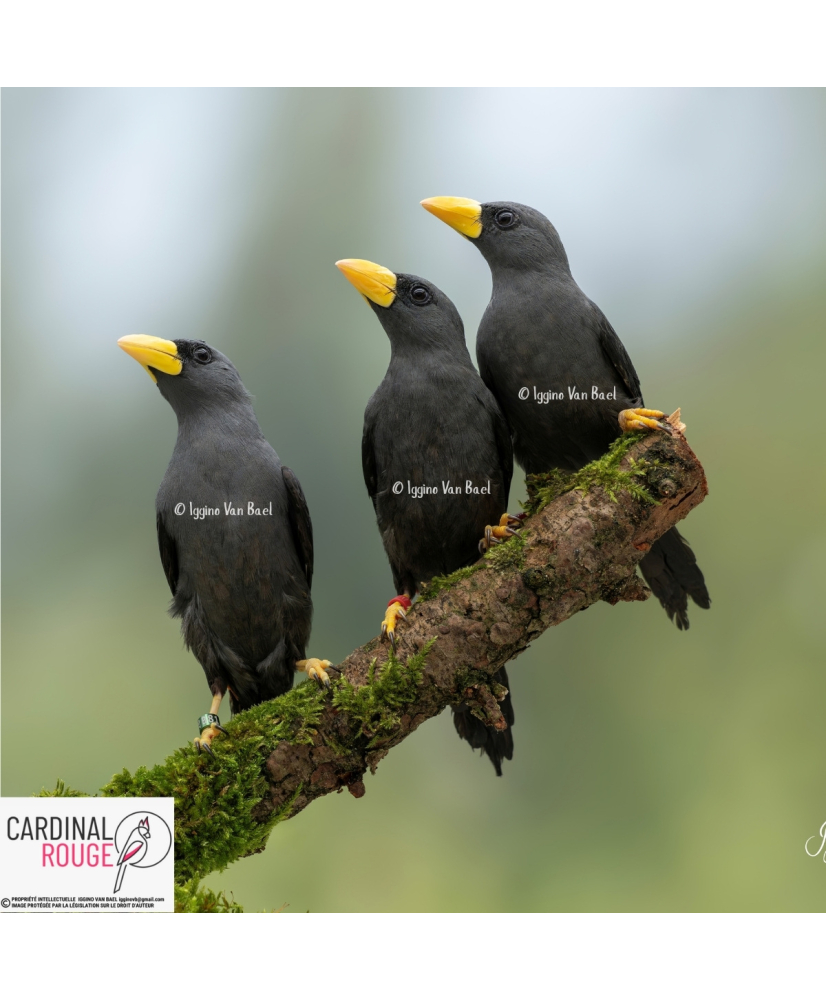 Scissirostre des Célèbes (le couple)