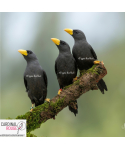 Scissirostre des Célèbes (le couple)