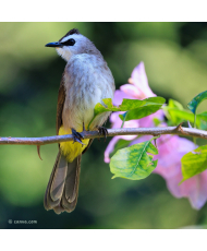Bulbul goiavier © canva.com