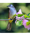 Bulbul goiavier © canva.com