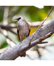Bulbul goiavier © canva.com
