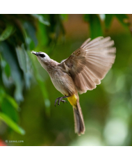 Bulbul goiavier © canva.com