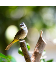 Bulbul goiavier © canva.com