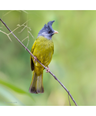 Bulbul à gros bec © canva.com