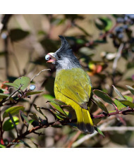 Bulbul à gros bec © canva.com