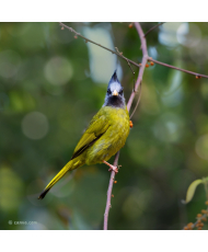 Bulbul à gros bec © canva.com