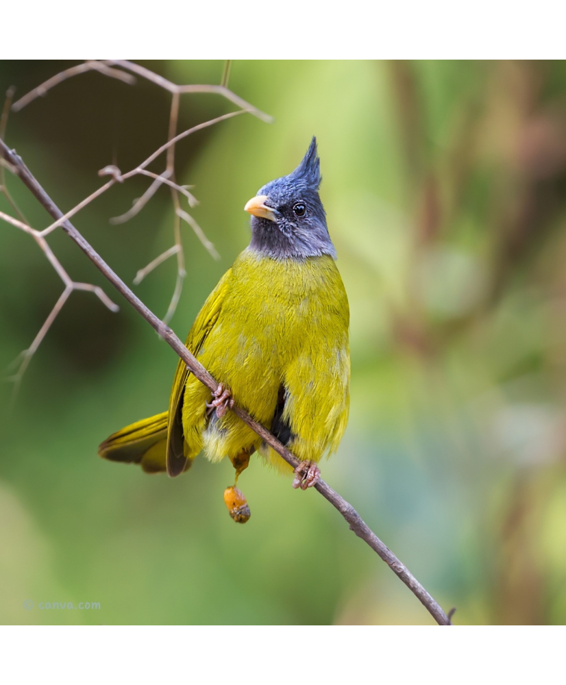 Bulbul à gros bec © canva.com