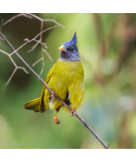 Bulbul à gros bec © canva.com
